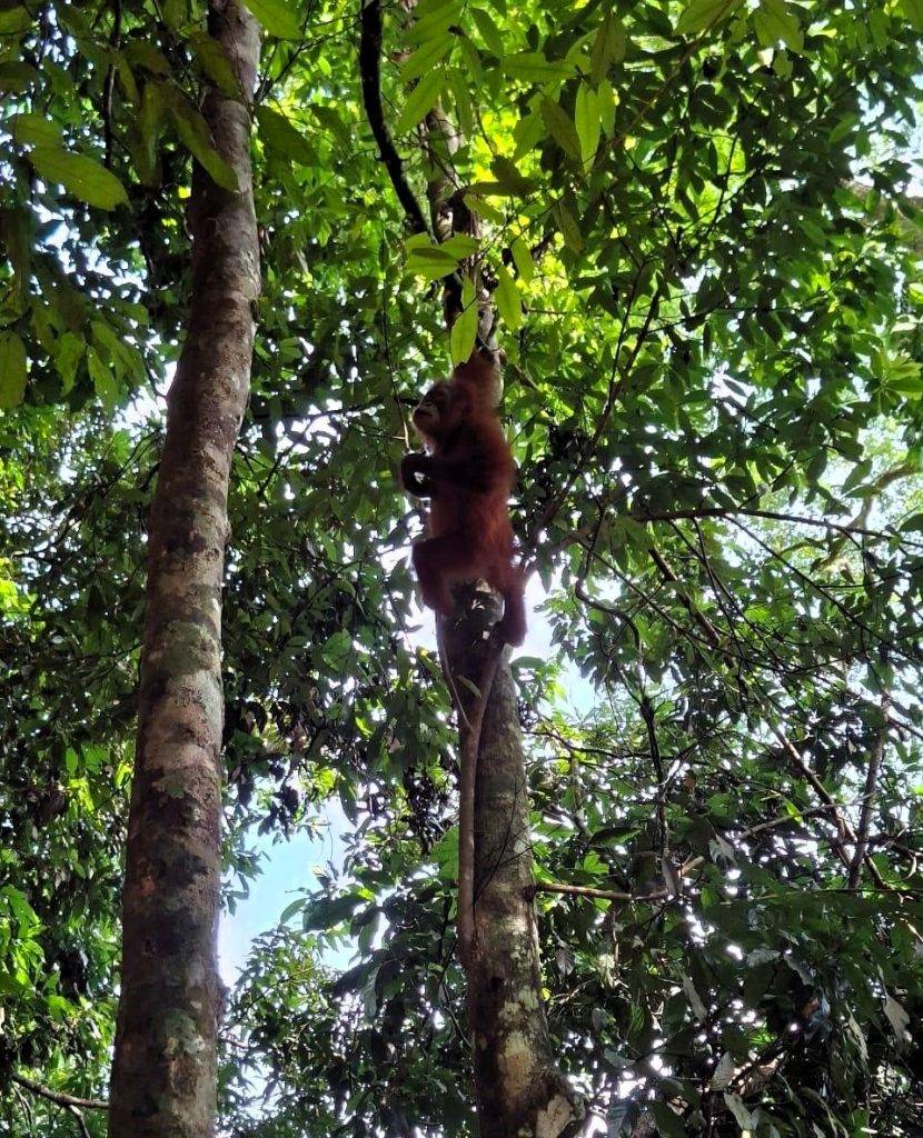 Orang Utan - Gondrong Tour Medan