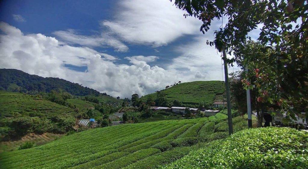 Kebun Teh Solok - Gondrong Tour