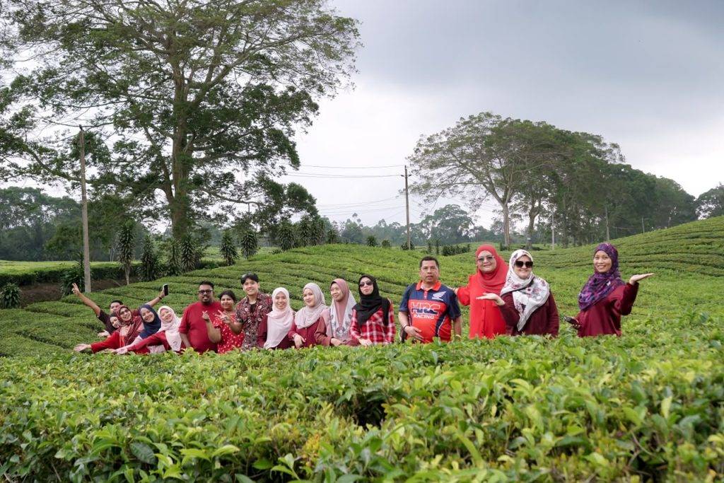 Daya Tarik Kebun Teh Sidamanik - Gondrong Tour