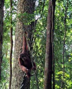 Bukit Lawang - Gondrong Tour